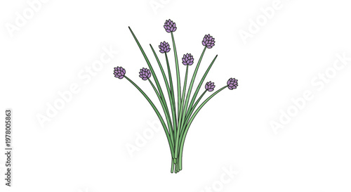 Illustration of fresh chives with purple blossoms in a botanical art style vibrant green stems and neatly arranged flowers