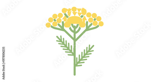 Tansy flower vector illustration in simple style; detailed herbaceous perennial with green stem and yellow button-like flower heads