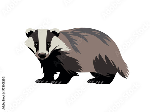 Cute Badger Illustration with Black and White Fur
