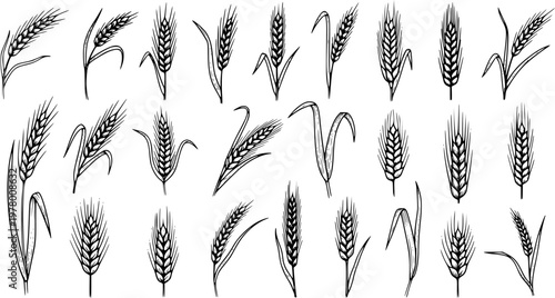 Detailed Hand-Drawn Black and White Wheat Ears Set. Sketch Collection of Various Cereal Grains, Agriculture, and Harvest Designs