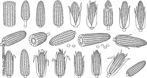Corn Collection: Black and White Vector Illustration of Corn Cobs in Various Stages and Angles