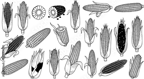 Hand-drawn sketch set of various corn on the cob illustrations. Detailed black and white line art collection of maize, whole, peeled, and cut, perfect for harvest and food themes.