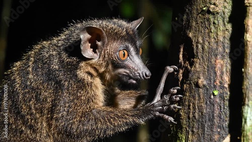 Aye-aye lemur tapping its long finger on a tree trunk
