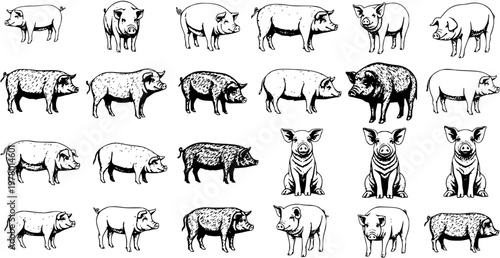 Set of detailed hand-drawn pig illustrations featuring various farm animal breeds, cute piglets, and wild boars in diverse styles. Black and white vector collection.