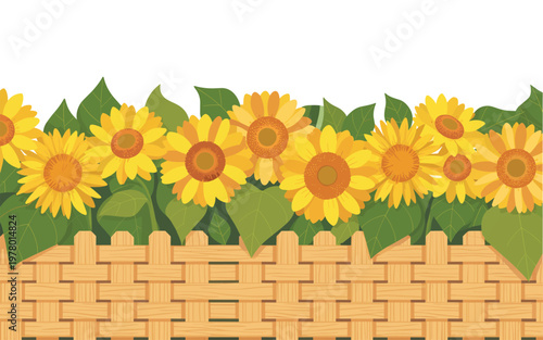 Vibrant sunflowers bloom above a rustic wooden fence in a lush garden landscape.