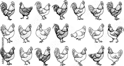 Hand-drawn black and white line art illustrations of various chickens, roosters, and hens in different poses, a comprehensive collection of farm poultry sketches.