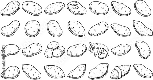 Potato Varieties in Black and White: Hand-Drawn Vector Collection