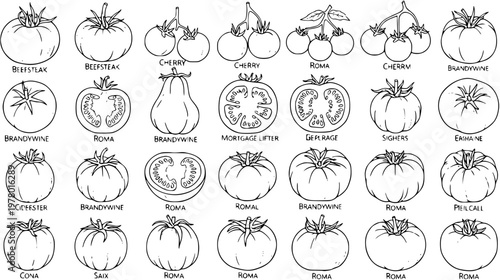 Detailed black and white line art illustration showcasing various tomato varieties like Beefsteak, Roma, Cherry, and Brandywine, perfect for botanical and gardening themes.