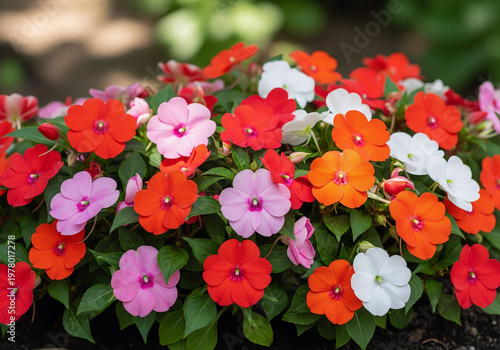 Close Up Vivid Impatiens Flower Bed in Full Bloom Garden