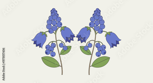 Two symmetrical grape hyacinth plants with blue bell-shaped flowers cluster of blue berries and green leaves on a light background