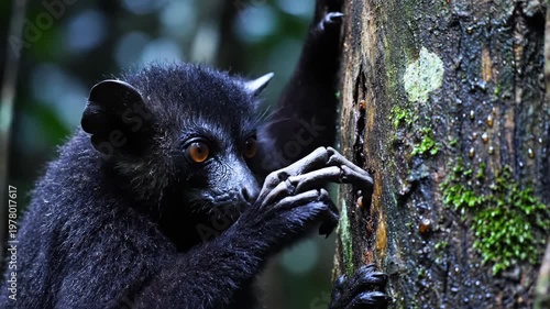 Aye-aye lemur tapping on a tree trunk in its habitat