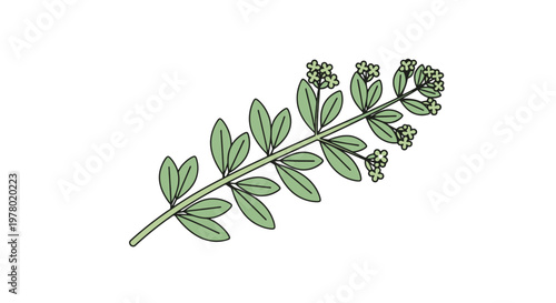 Foto Sprig of blooming Euphorbia with small flowers detailed vector illustration in b