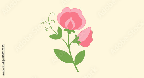 Sweet pea flower illustration in pink and green on cream background; botanical floral design element for spring greeting cards and invitations