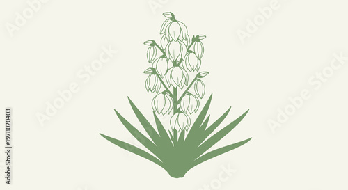 Yucca plant floral cluster illustration; detailed botanical vector drawing of yucca flower stalk and leaves in muted green against off-white background