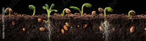 Wallpaper Mural Close-up of coffee beans sprouting roots and green shoots, showing different stages of germination in nutrient-rich soil. Torontodigital.ca