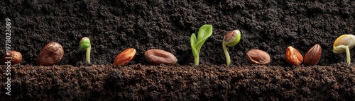 Wallpaper Mural Seeds at different germination stages sprout in soil, showing early plant growth from seed to seedling. Torontodigital.ca