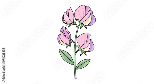 Illustrated sweet pea flower stalk with pink and cream petals featuring delicate blooms perfect for spring-themed botanical designs
