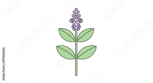 Upright flower stalk featuring light purple blooms and symmetrical green leaves vector illustration on a clean background; graphic botanical design element.