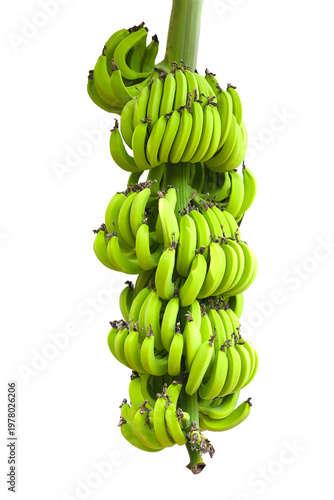 A large bunch of green bananas hanging from a stem isolated on white.
