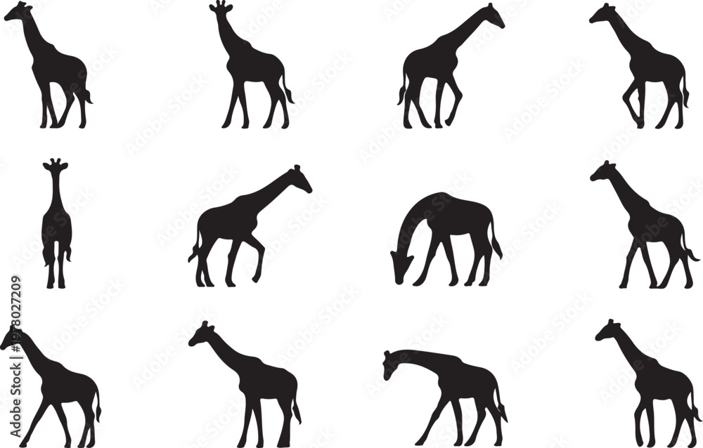 Fototapeta premium Set of Giraffe Silhouettes in Different Walking and Standing Positions”
