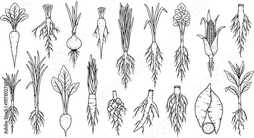 Hand-drawn botanical illustration set of various vegetables and crops, showcasing different root systems like taproots, fibrous roots, bulbs, and tubers.