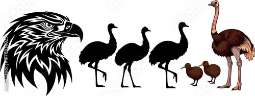 Ostrich bird set with silhouettes chicks and detailed eagle head illustration wildlife vector collection isolated background