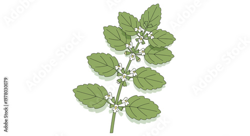 Branch of blooming wild basil with green leaves and small white flowers in vector illustration style on a white backdrop