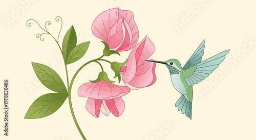 Illustration of a hummingbird feeding on sweet pea flowers with delicate pink petals and detailed line work on a soft beige background