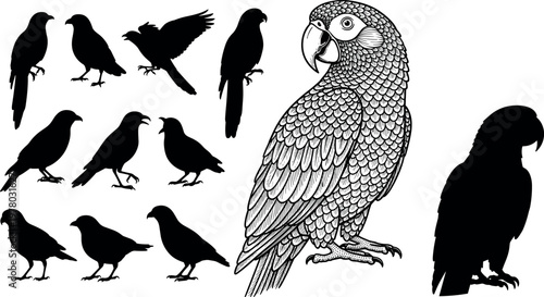 Parrot bird illustration set with detailed engraving style and multiple silhouettes wildlife vector collection isolated on background