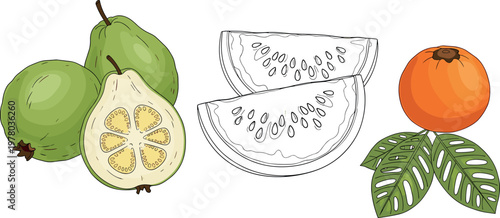 Guava fruit illustration set with whole guava sliced half outline wedges and persimmon with leaves vector isolated on white background