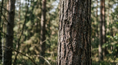 Close-up of rough pine tree bark in a sunlit forest, shallow depth of field