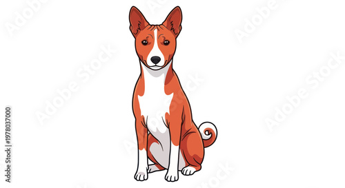 Cute Basenji Dog Sitting Portrait, White Background, Front View