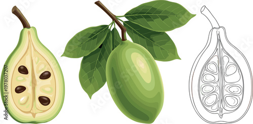 Hand drawn feijoa fruit illustration with whole fruit sliced half seeds leaves and botanical sketch variation isolated on white background