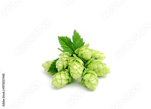 Hop cones isolated on white background. Beer brewery concept.