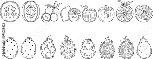 Hand drawn fruit outline vector set with citrus, guava, dragon fruit and tropical elements in black and white style