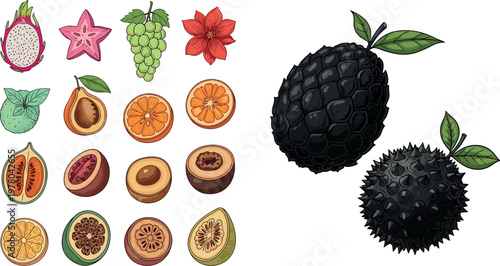 Exotic tropical fruit collection vector illustration featuring dragon fruit starfruit grapes citrus mangosteen and rare black fruits isolated on white