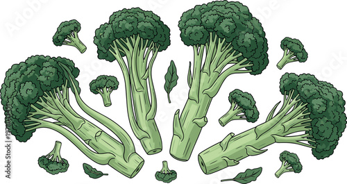 Fresh broccoli vegetable set with whole heads and pieces vector illustration for healthy food cooking and organic nutrition design