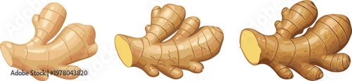 Ginger root illustration set with fresh whole and sliced pieces, organic spice ingredient in detailed vector style