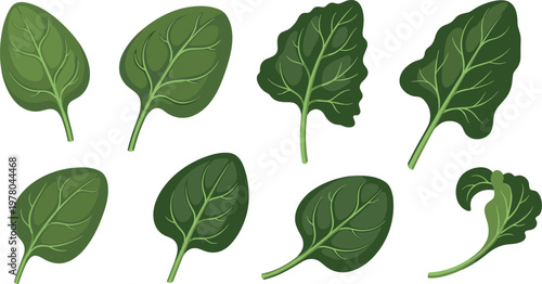 Green leafy vegetable collection with spinach and salad leaves, fresh organic food elements in detailed vector illustration set