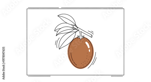 Single Ripe Sapodilla Fruit Hanging on a Branch with Leaves, Hand-Drawn Style