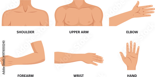 Anatomy icons present a collection of human skeletal and muscular structures for use in medical and educational scientific publications.