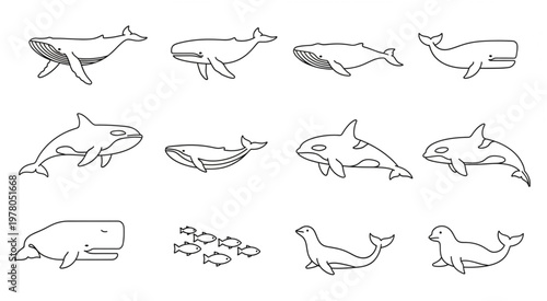 Collection of various whale and marine animal illustrations in simple line art style.