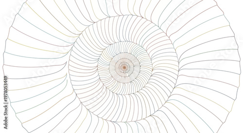 Detailed fossilized ammonite shell structure.