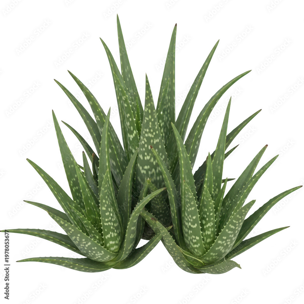 Fototapeta premium A close-up view of a green aloe vera plant with thick leaves