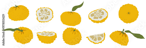 Set of yuzu citrus fruits slices and leaves arranged in hand drawn japanese style vector illustration isolated ideal for ingredient icon pack food design beverage and dessert concepts