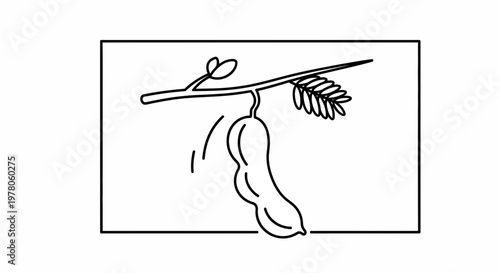 Tamarind fruit hanging from a branch with leaves, line art illustration