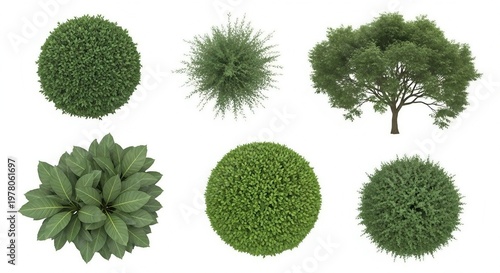 Top view garden landscape design trees shrubs plants foliage outdoor illustration photo