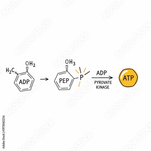 Pyruvate Kinase Enzyme Reaction Diagram for ATP Energy Production