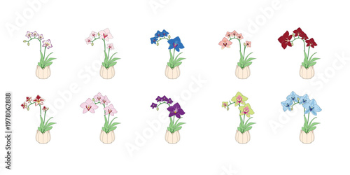 Orchid Flowers Illustration