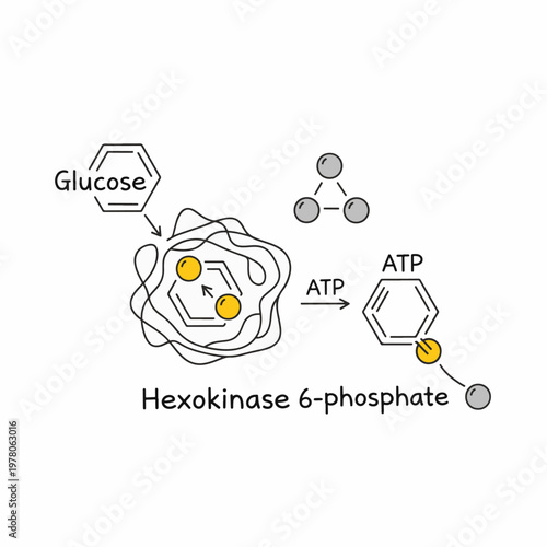 Biochemistry Diagram of Glucose and Hexokinase Reaction Illustration